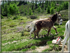 foto Malga Val Cion